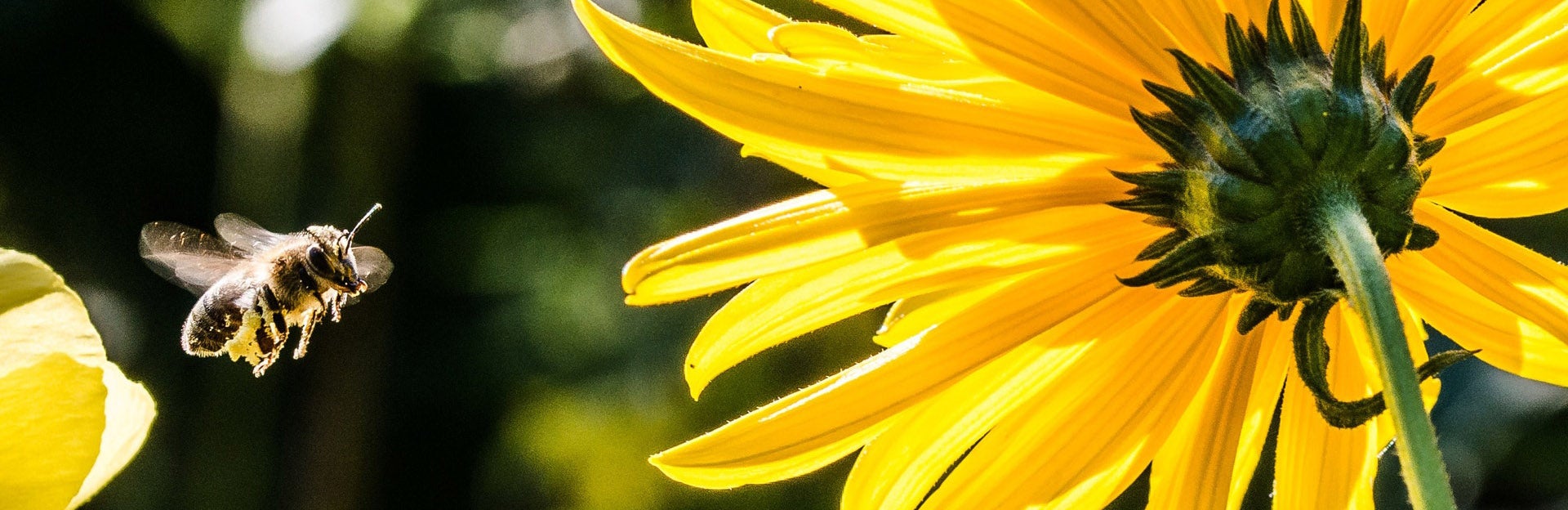 Bee flying to yellow flower, source: pexel.com