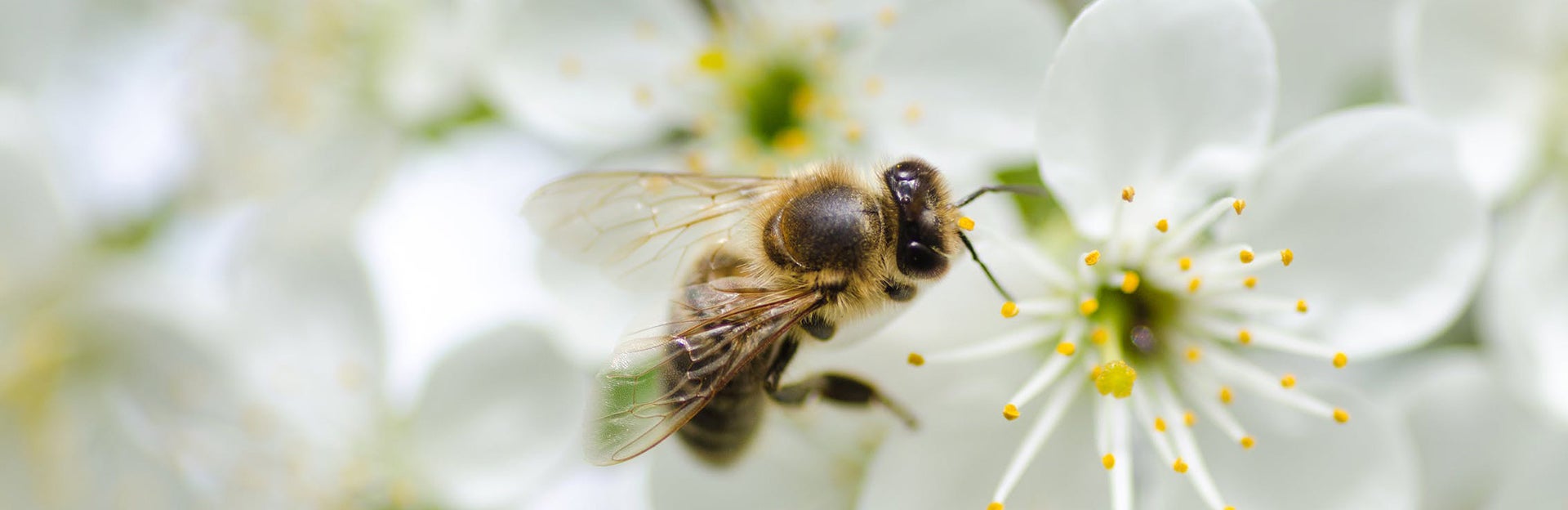 Bee on white blossom, source: pexel.com