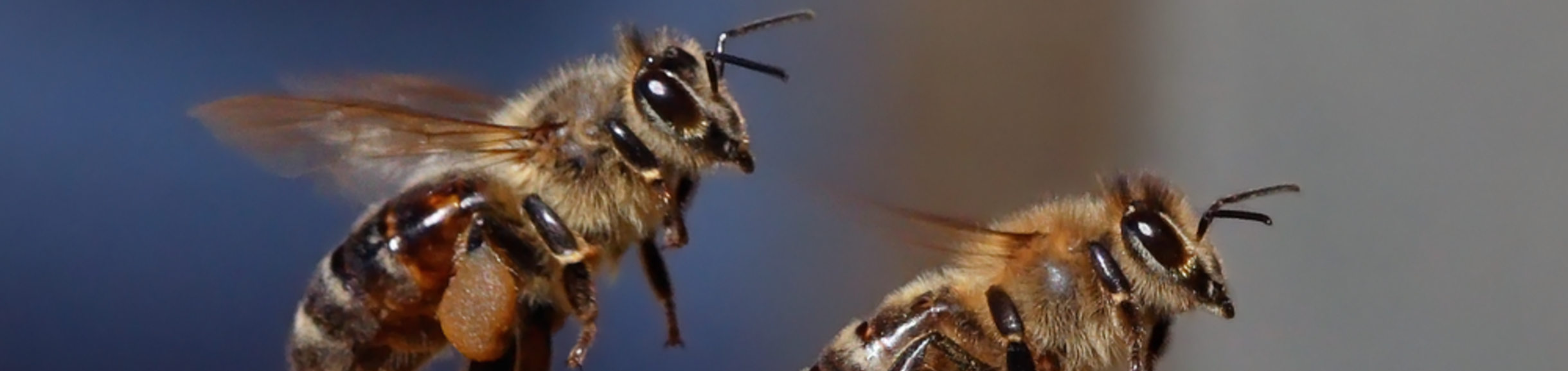 Honeybees in flight