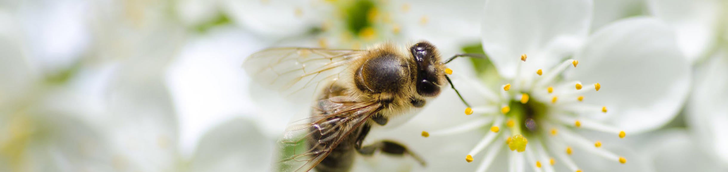 Bee on white blossom, source: pexel.com