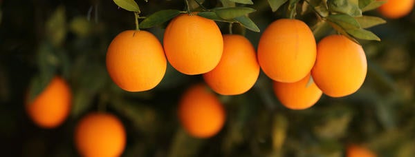 Agricultural Operations, CVC, oranges, (c) UCR Stan Lim 2019