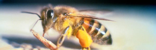 Apis mellifera scutellata