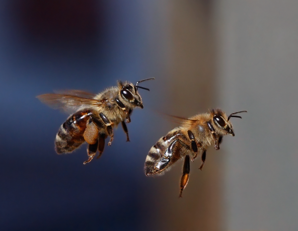 Honeybees in flight