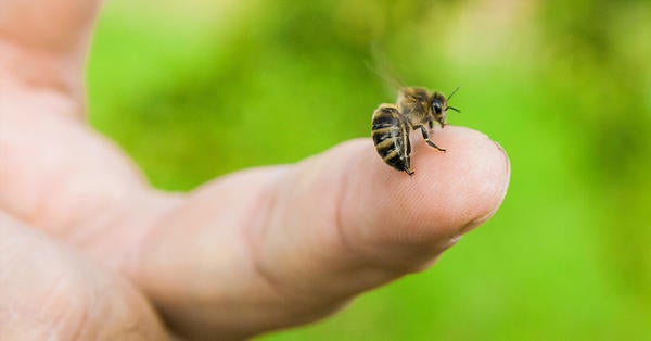 Bee on finger