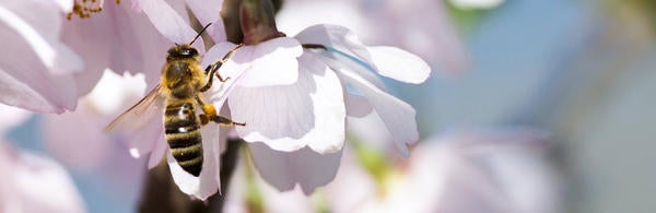 Bee on white blossom, source: pexel.com