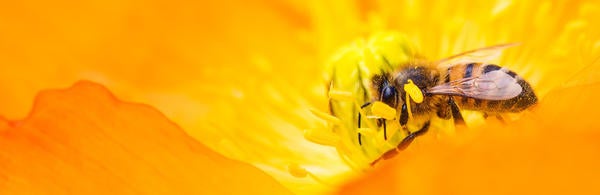 Bee on yellow flower, source: pexel.com