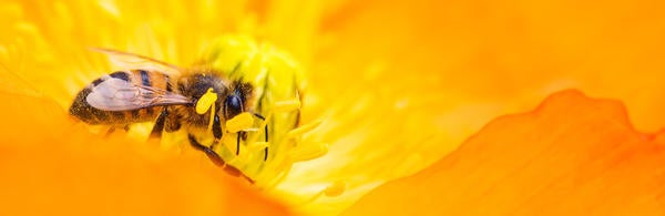 Bee on yellow flower, source: pexel.com