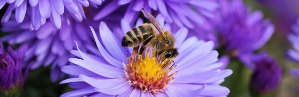 Bee on purple flower, source: pexel.com