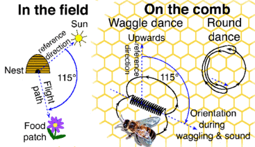 Honey bee dance language