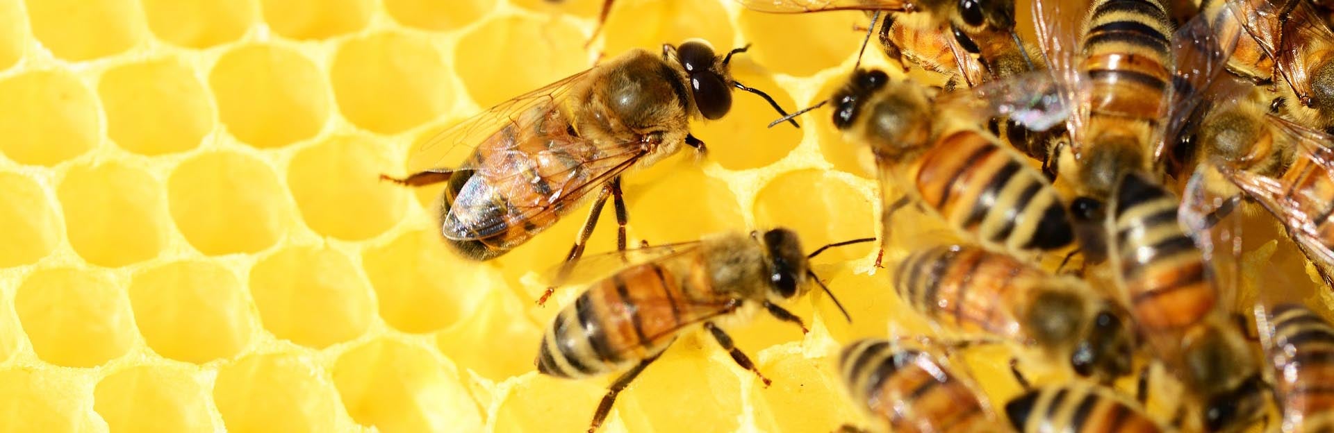 Honeybee Dance Language Bees