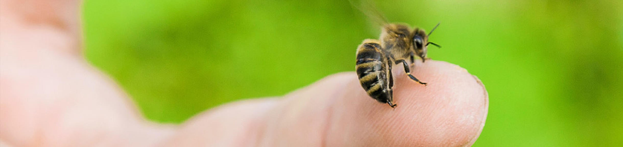 Bee Sting Removal Bees