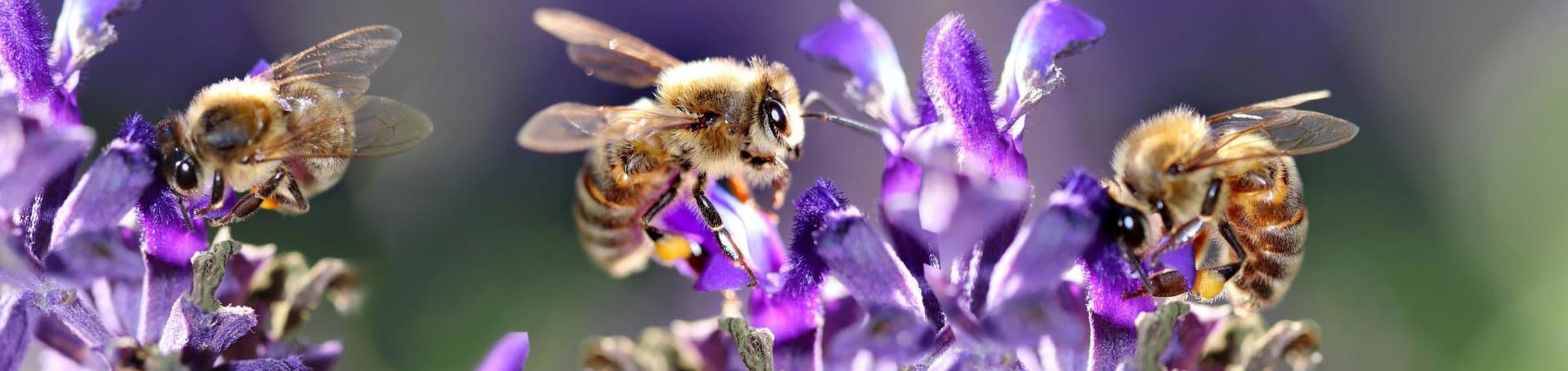 Bees on flowers