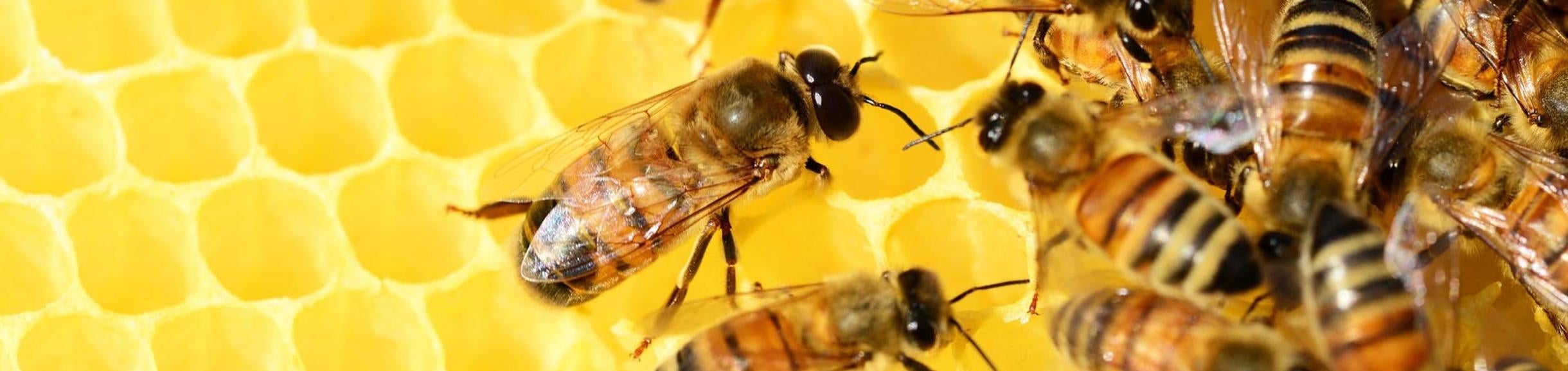 Unwanted Honeybees Bees